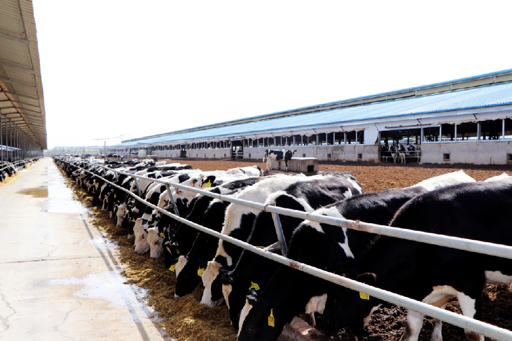 甘肃德华牧业有限公司（bv1946伟德官网集团德华牧场）