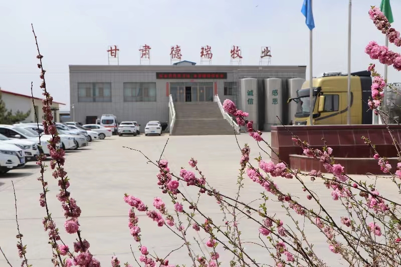 甘肃德瑞牧业有限公司简介（bv1946伟德官网集团德瑞牧场）