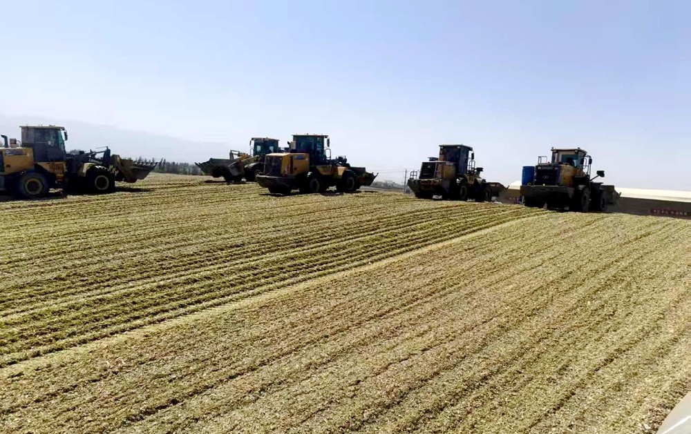 青贮封窖庆收官：燕塘传祁以坚守筑牢来年底气