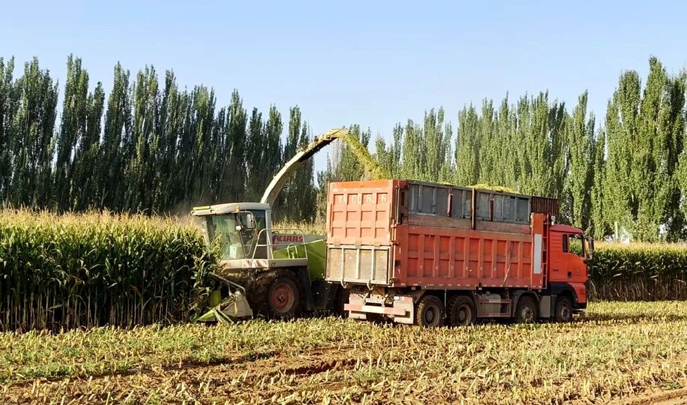 精贮“黄金草”，筑牢“奶罐子”根基